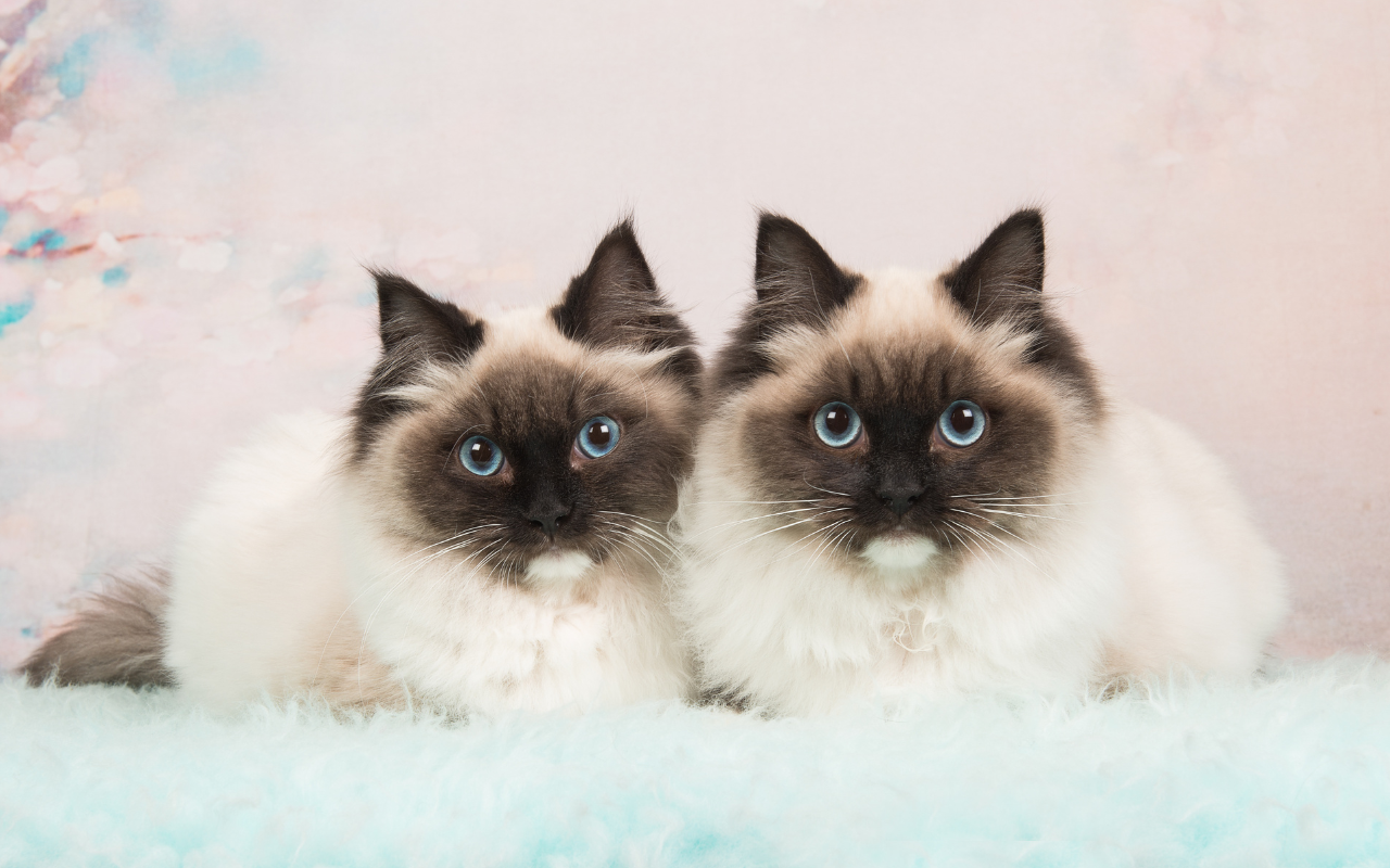 ragdoll cat breed profile