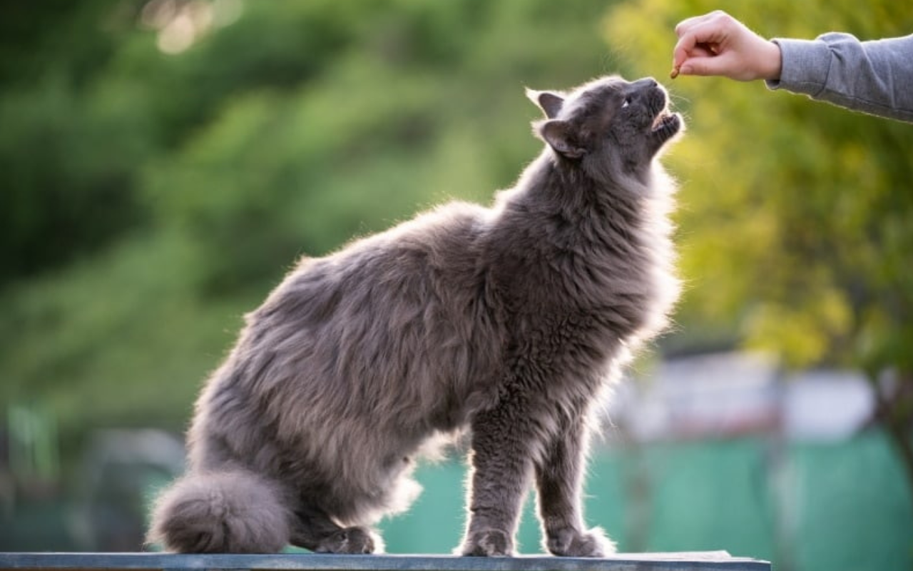 training maine coon with a treat