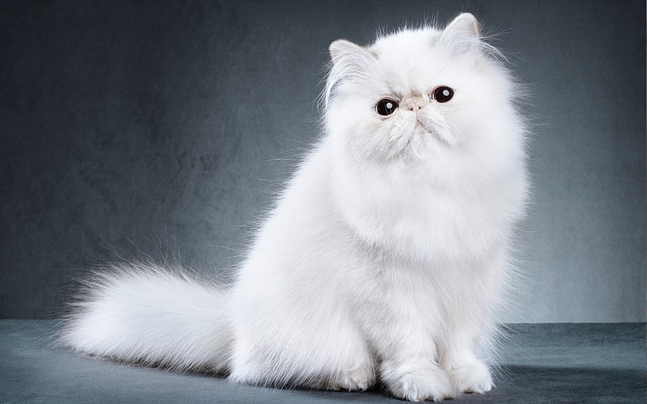white persian cat