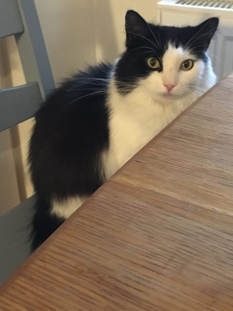 gypsy cat mad