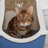 are hooded cat litter trays good