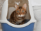 are hooded cat litter trays good