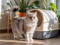 cat avoiding litter tray