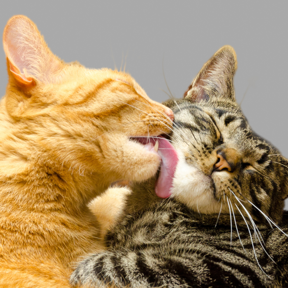 cat breeds