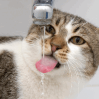 cat drinking from a tap