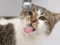 cat drinking from a tap