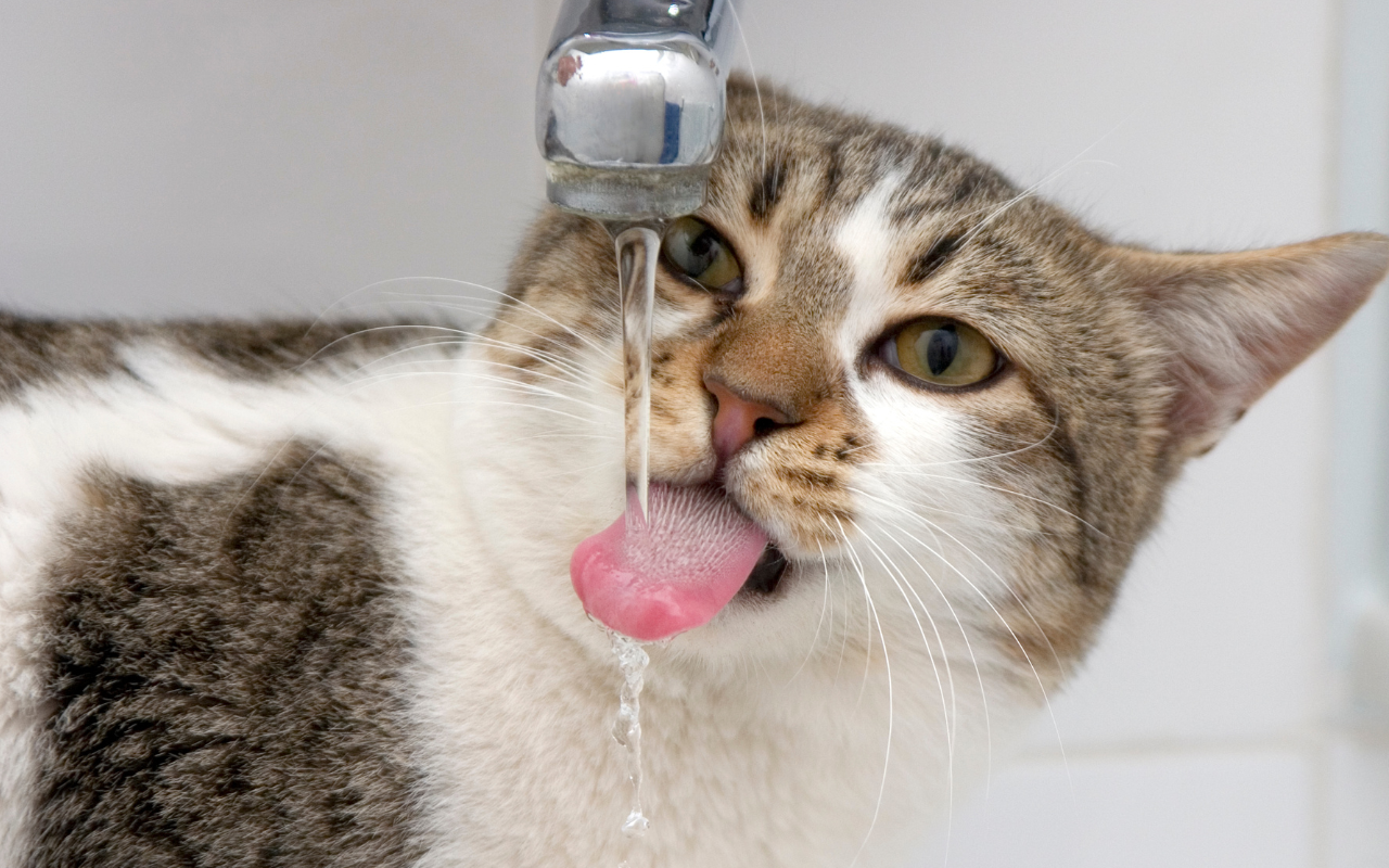 cat drinking from a tap