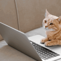 cat essential checklist