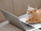cat essential checklist