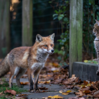 fox starring at a cat