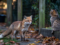 fox starring at a cat