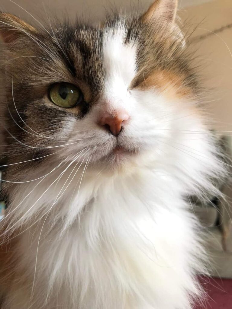 pebbles cat mad