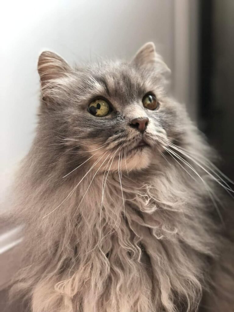 tomas cat mad