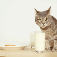 a cat caught drinking human milk out of a glass