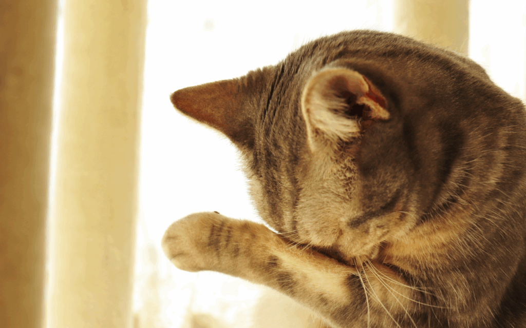 can cats cry