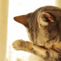 can cats cry