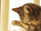 can cats cry