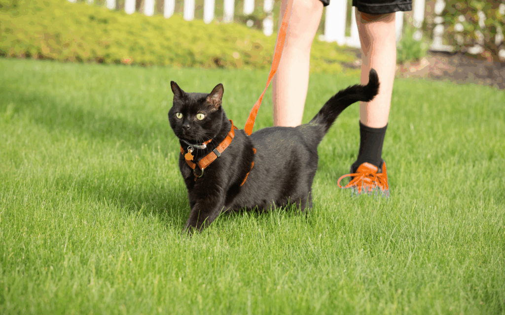 cat on leash in garden