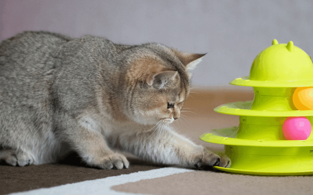 cat playing with toy