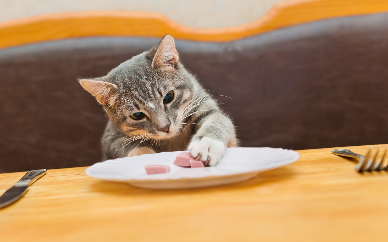 curious cat eating human plate of food