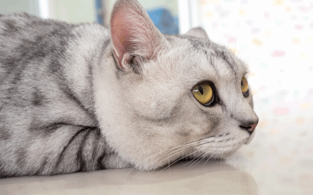 do cats get bored