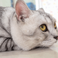 do cats get bored