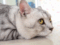 do cats get bored