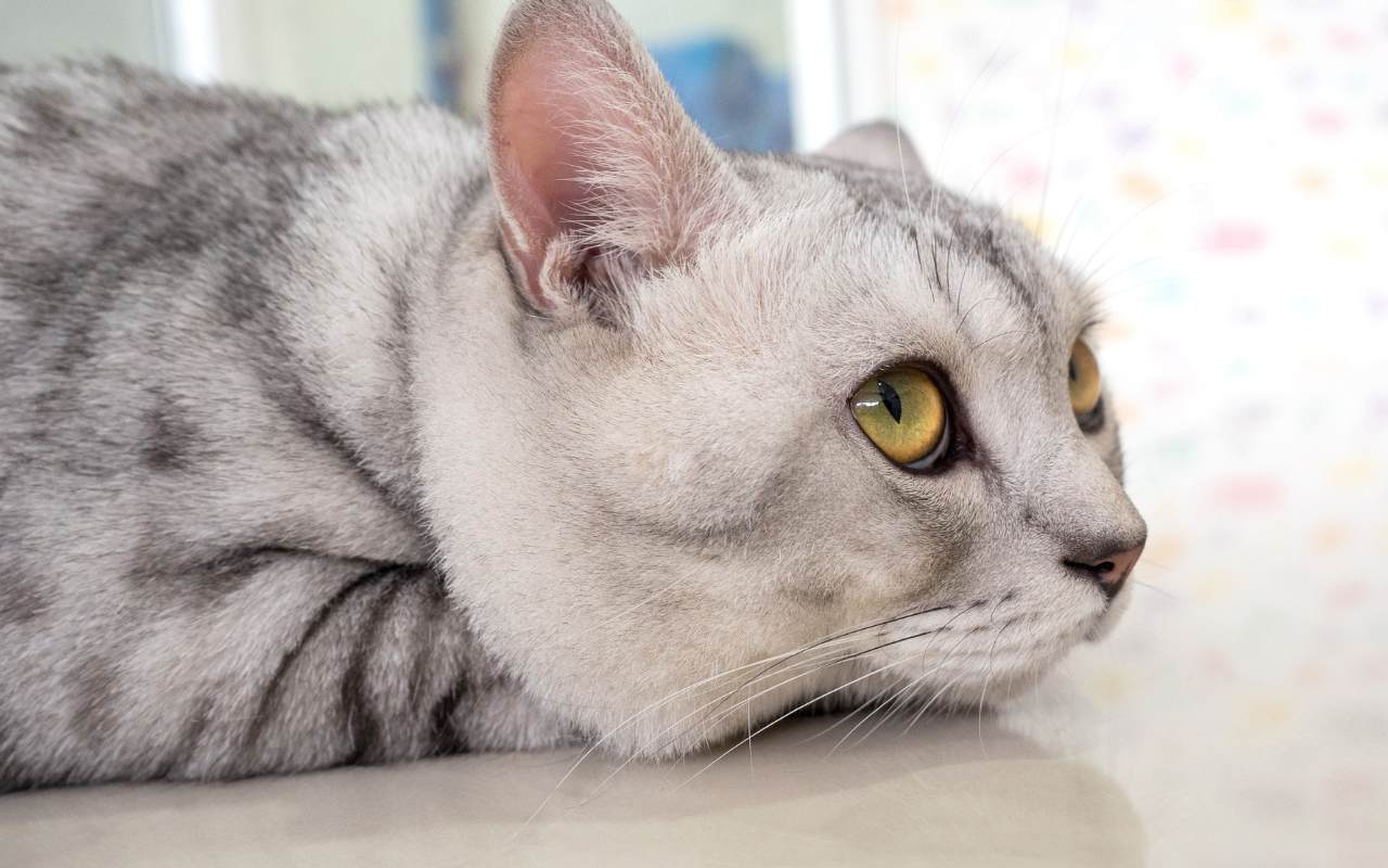 do cats get bored