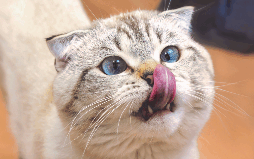 how many pouches of wet food for cat