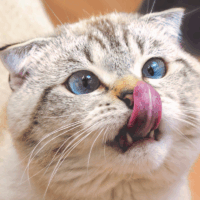 how many pouches of wet food for cat