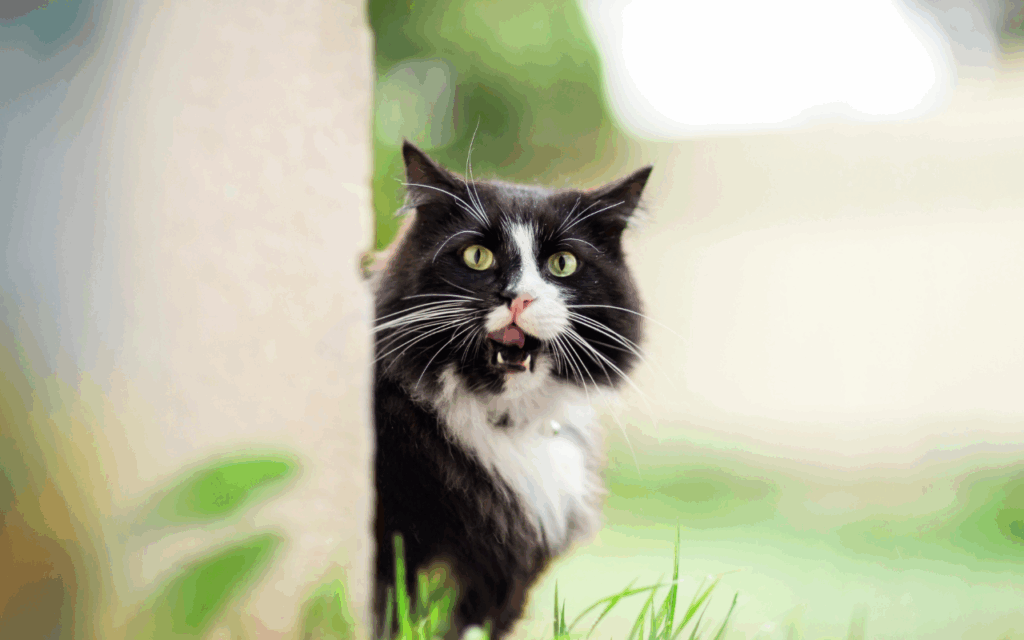 how to make sure your cat comes home