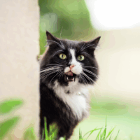 how to make sure your cat comes home