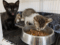 kittens eating