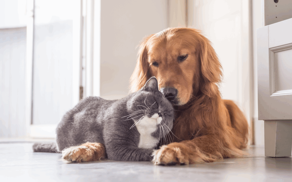 mixing cats and dogs