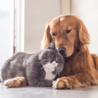 mixing cats and dogs