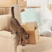 moving house with a cat