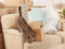 moving house with a cat