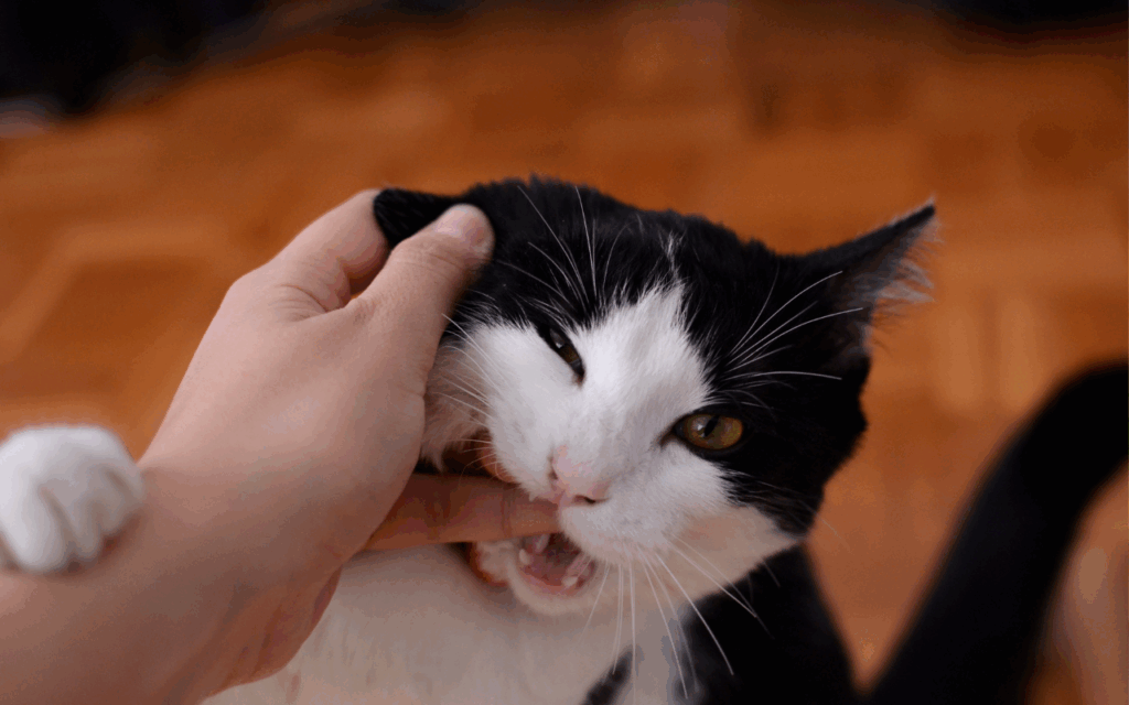 why does my cat bite then lick me