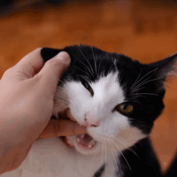 why does my cat bite then lick me