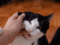 why does my cat bite then lick me