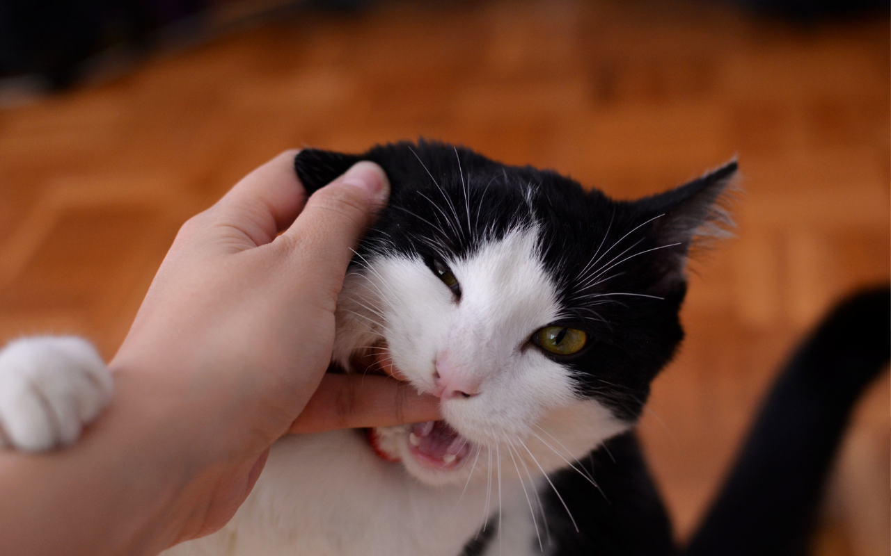 why does my cat bite then lick me